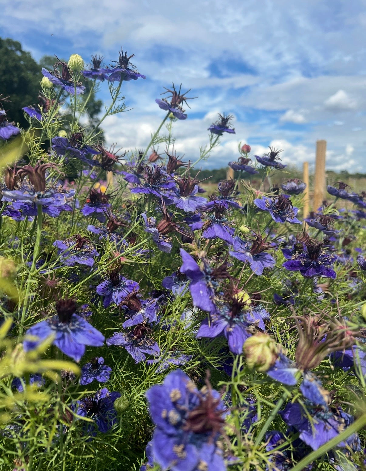 Nigella hispanica