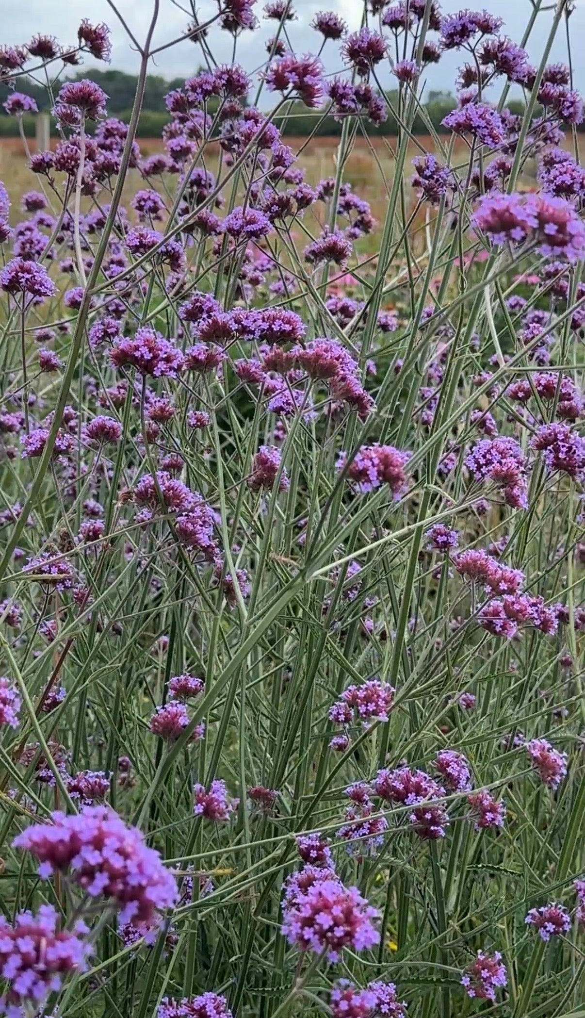 Verbena bonariensis