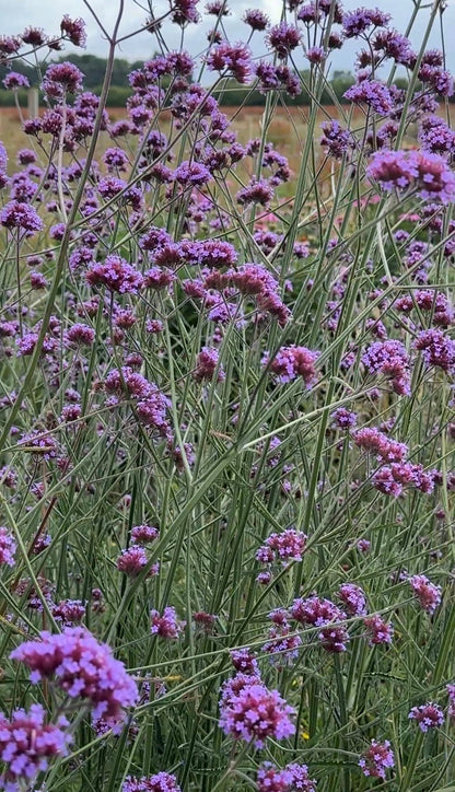 Verbena bonariensis