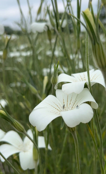 Corncockle Bianca