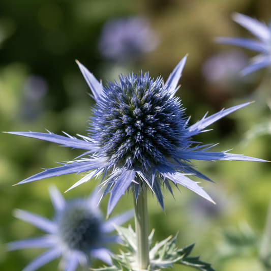 Eryngium (Sea Holly)