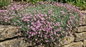 Gypsophila Rosea