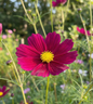 Cosmos Sensation Dazzler