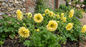 Geum Lady Stratheden