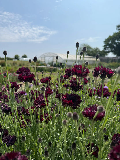 Cornflower Black Ball