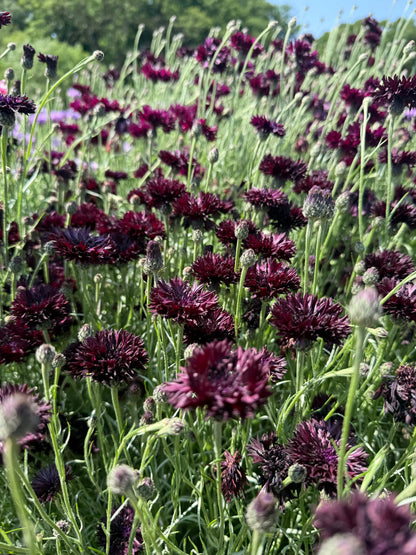 Cornflower Black Ball