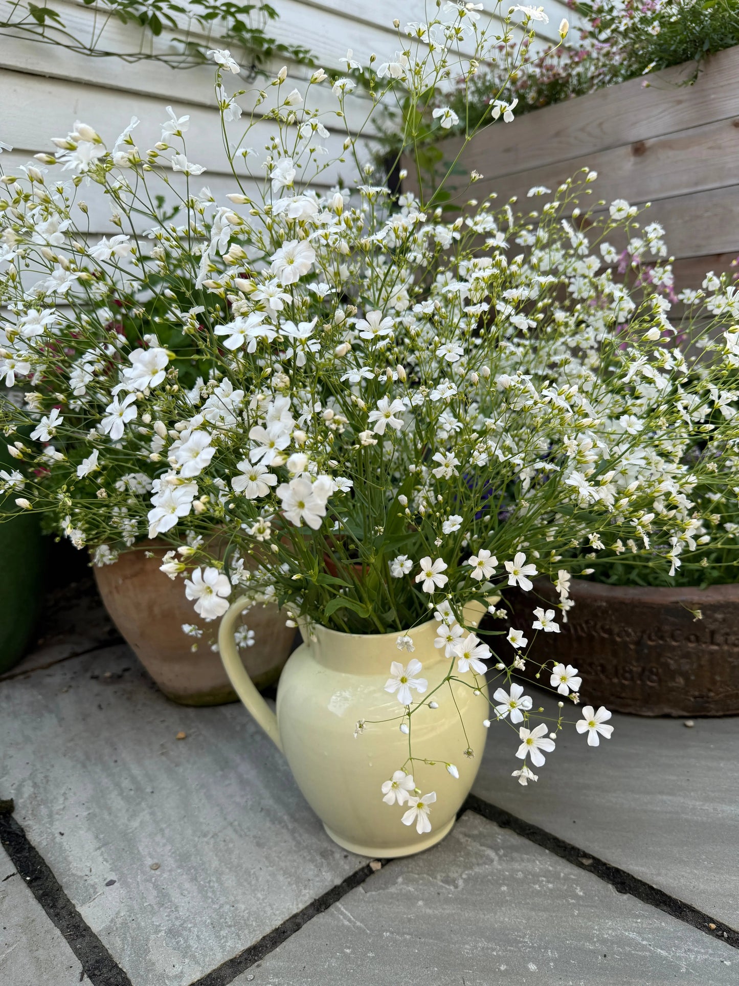 Gypsophila Covent Garden