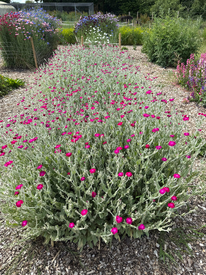 Rose Campion