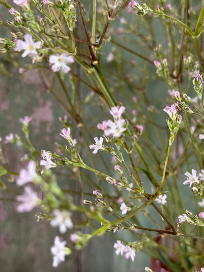 Gypsophila Pink