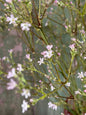 Gypsophila Pink