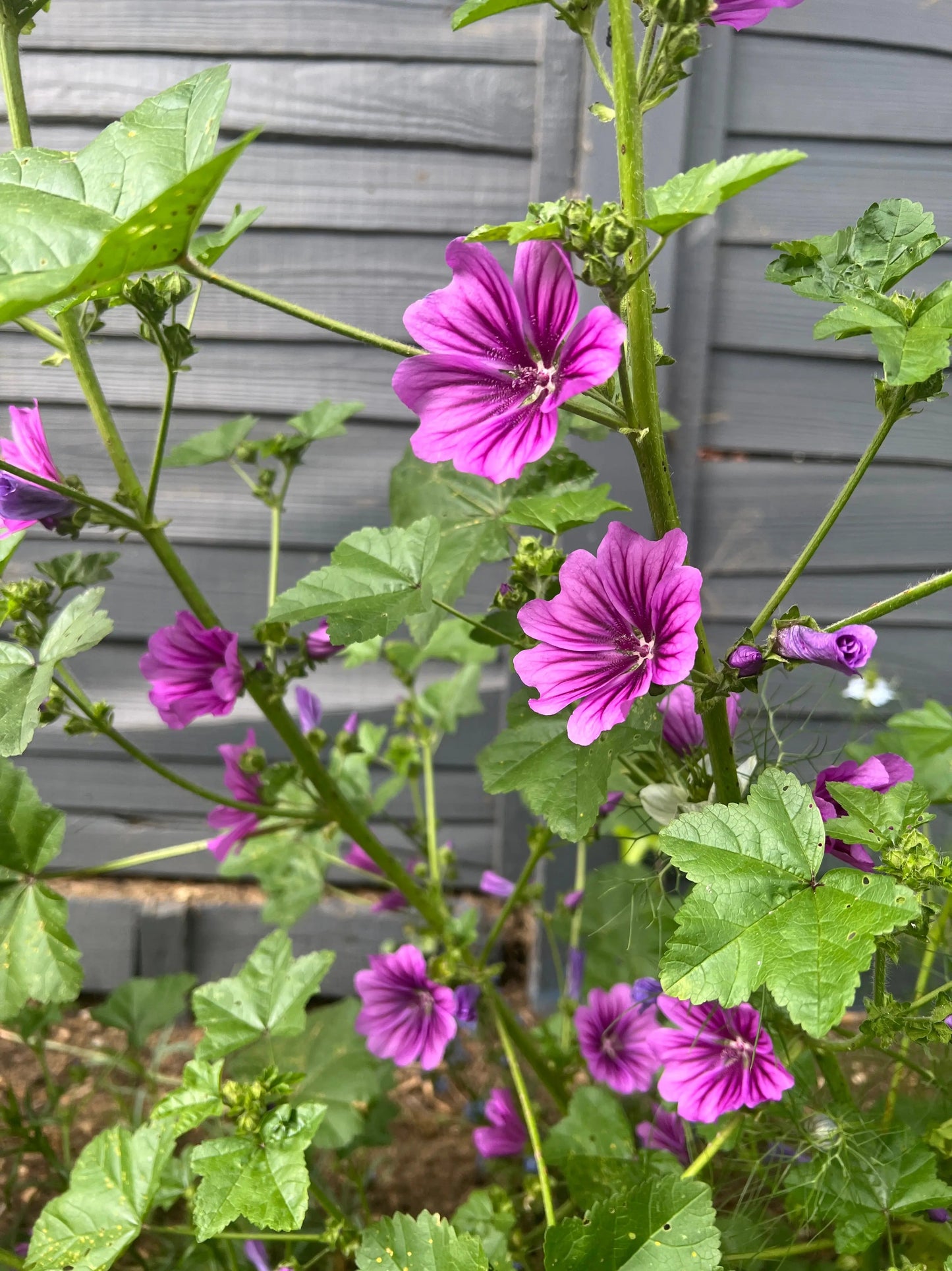 Malva Mystic Merlin