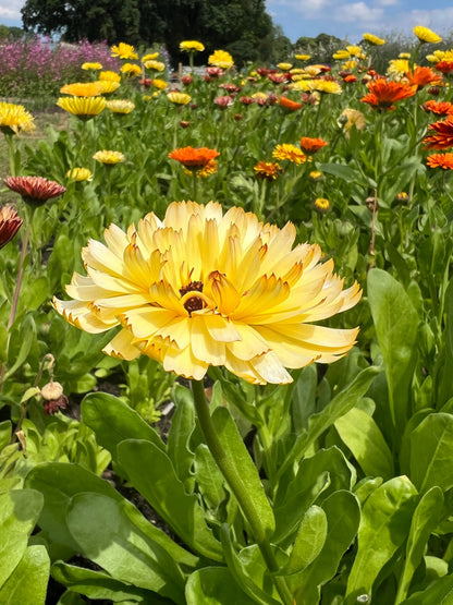 Calendula Snow Princess