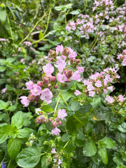 Oregano Greek