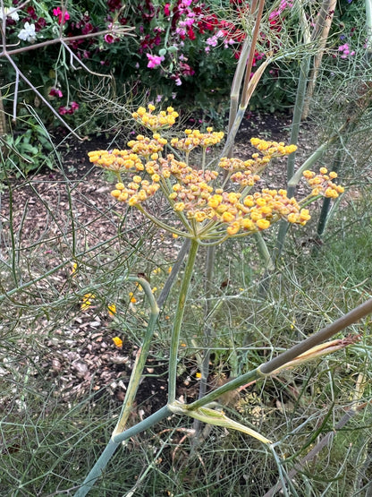 Bronze Fennel