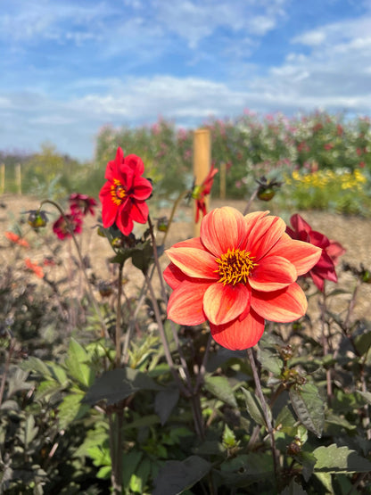 Dahlia Bishops Children Mix