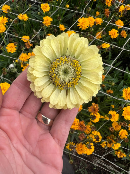 Zinnia Green Envy