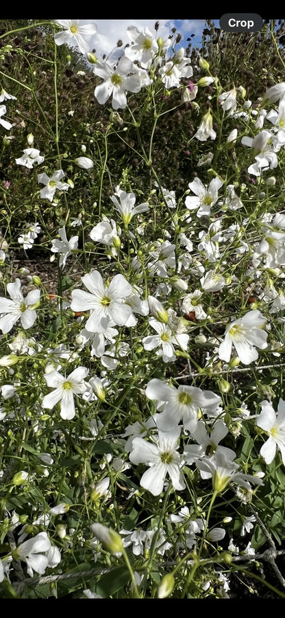 Gypsophila Covent Garden