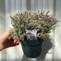 Thymus vulgaris 'Silver queen' (Silver Queen Thyme) 1.5L