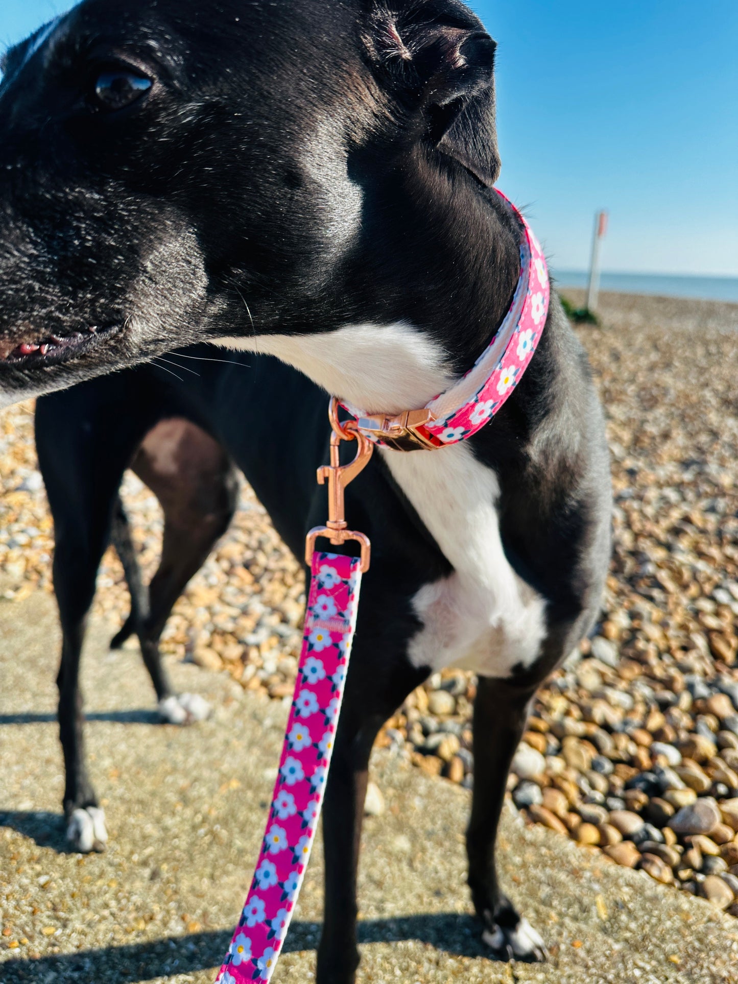 Retro Floral Dog Collar and Lead Set in Rose Pink with Rose Gold Hardware by happyhounds