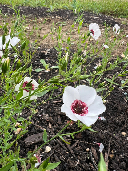 Linum Bright Eyes