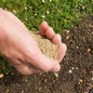 Hardwearing Lawn Seed