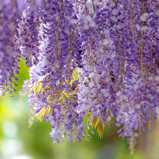 Wisteria sinensis ‘Prolific’ 2L 100-120cm