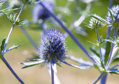 Eryngium (Sea Holly)
