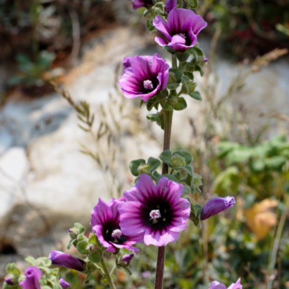 Lavatera Arborea