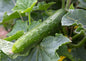 Cucumber Marketmore 76