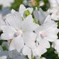 Malva Alba
