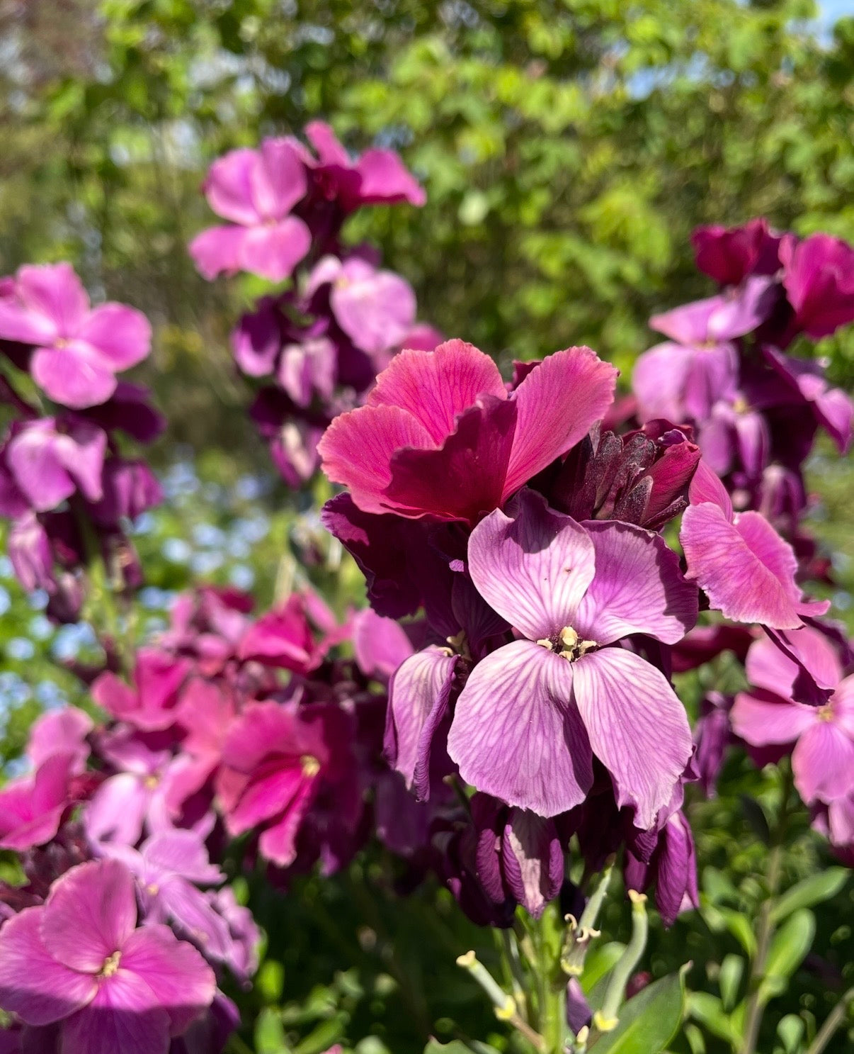 Wallflower Ruby Gem