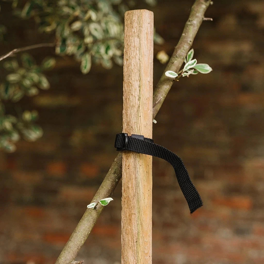 Westland Wooden Tree Stake 150cm x 35mm Pressure Treated Garden Plant Support - Free Delivery