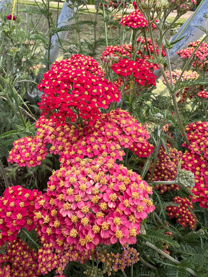 Achillea Rubra Red