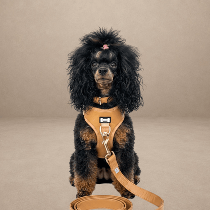 Alfresco Pup vegan leather dog collar - camel colour buckle dog collar