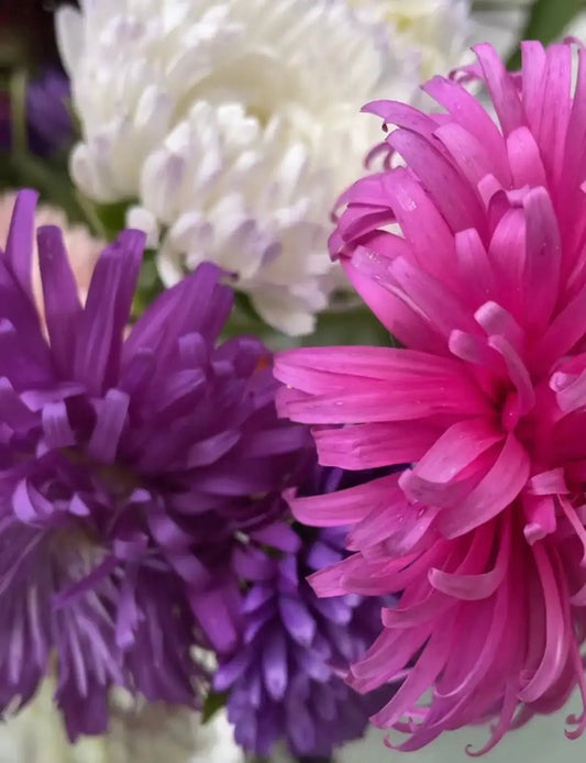 Aster Giants of California