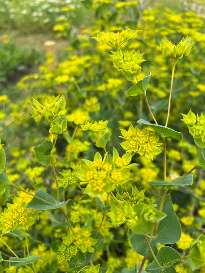 Bupleurum Griffithii