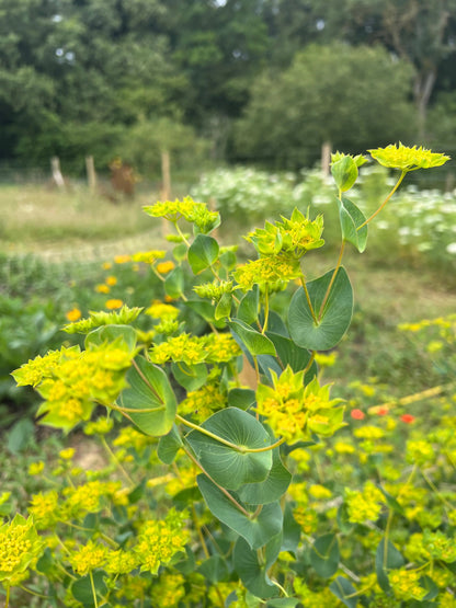 Bupleurum Griffithii
