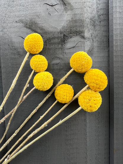 Craspedia Drumstick
