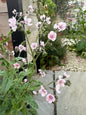 Cynoglossum Mystery Rose