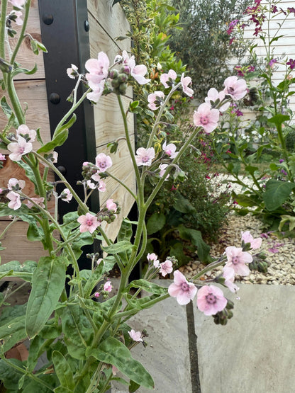 Cynoglossum Mystery Rose