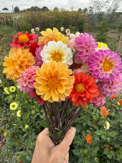 Dahlia Pompone Double Mixed