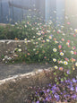 Erigeron karvinskianus Profusion