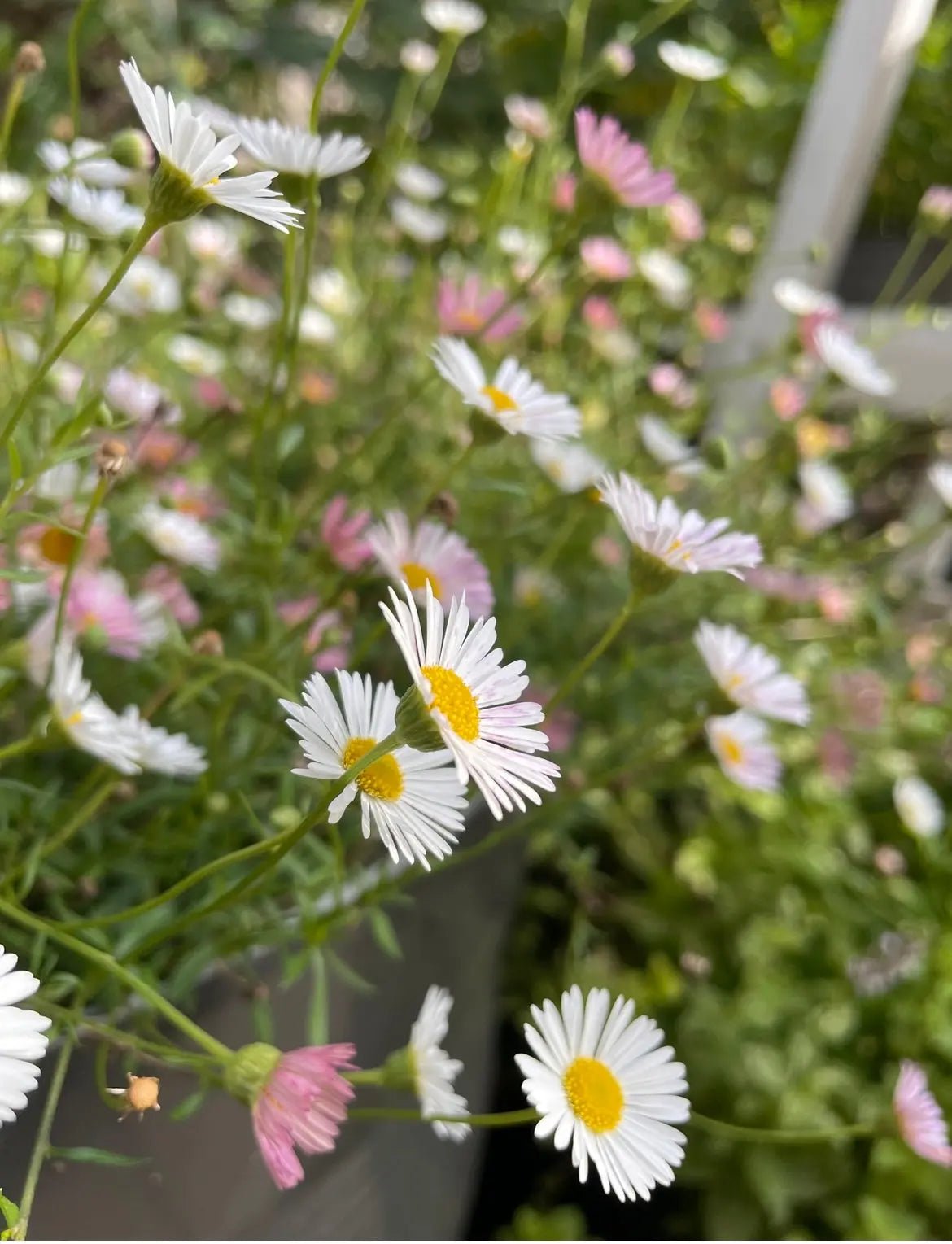 Erigeron karvinskianus Profusion