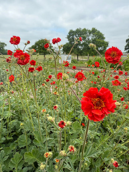Geum Mrs Bradshaw