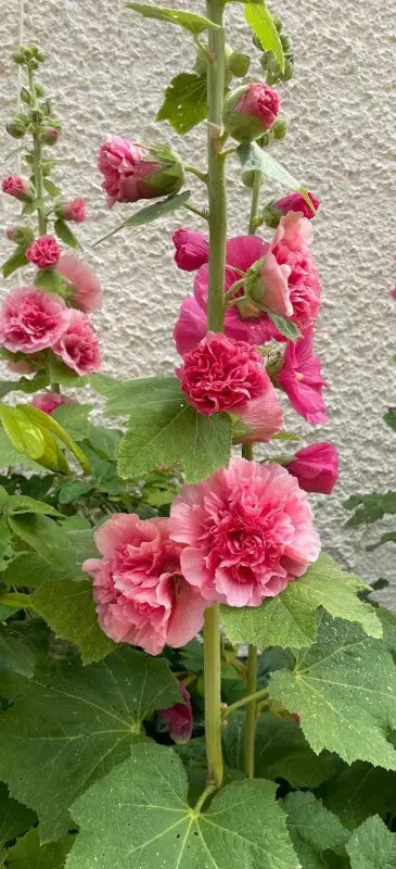 Hollyhock Summer Carnival