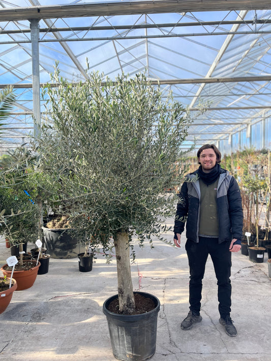 Olive Tree 35L 1.7-1.8m (Multibuy Offers Available)