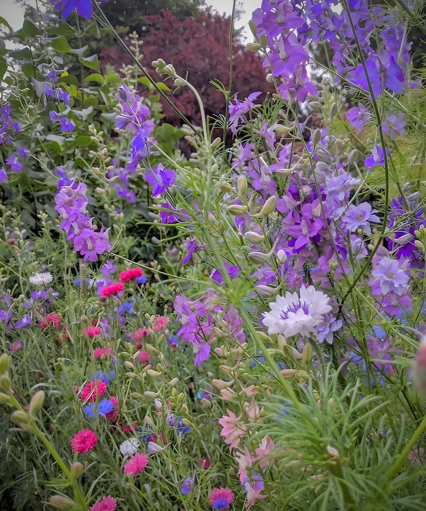 Larkspur Limelight Mix