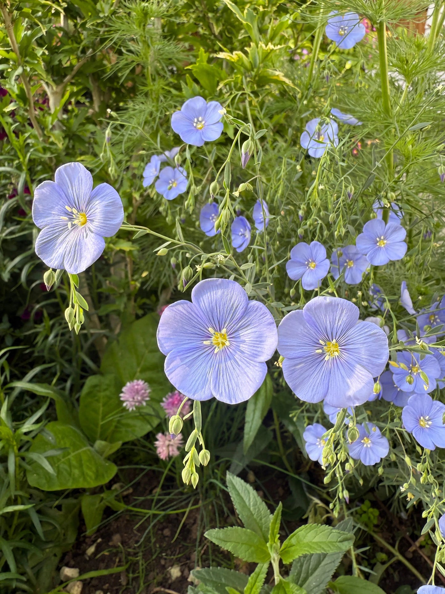 Linum Blue Flax
