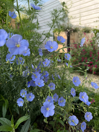 Linum Blue Flax