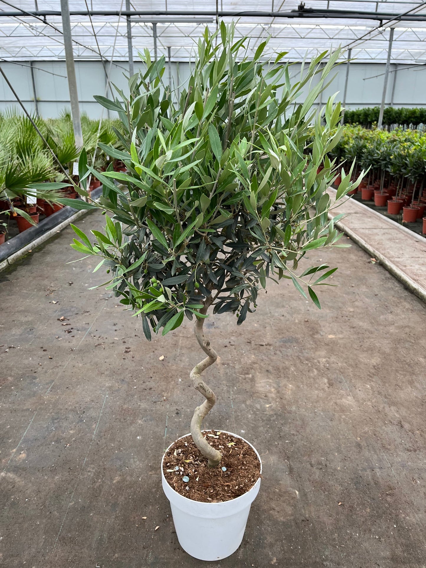 4-5ft Twisted Stem Olive Tree | Hardy Evergreen Potted Tree (Multibuy Offers Available)